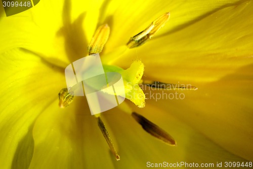 Image of yellow flower detail 