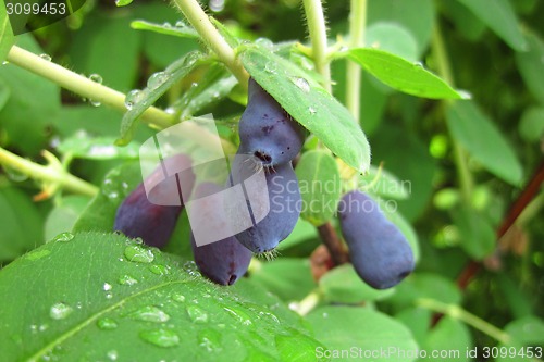 Image of honeysuckle berries 