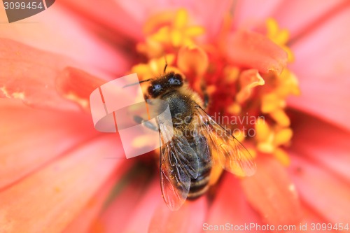 Image of bee on the flower 