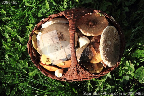 Image of czech edible mushrooms