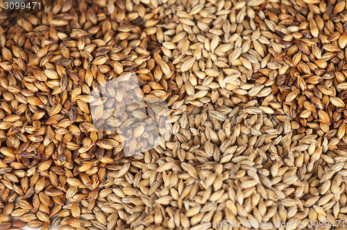 Image of malt grains