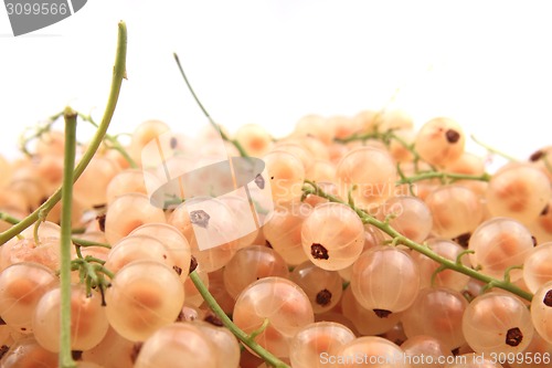 Image of white currant 