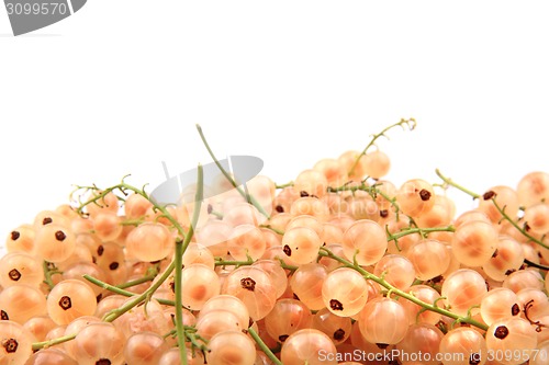 Image of white currant 