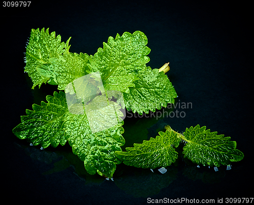 Image of Mint Leafs