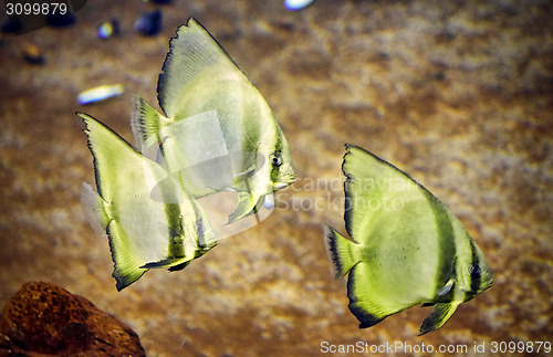 Image of Underwater paradise