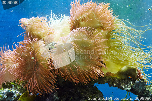 Image of Underwater paradise