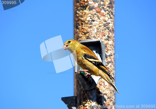 Image of American Goldfinch