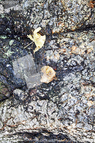 Image of rugged bark of a tree