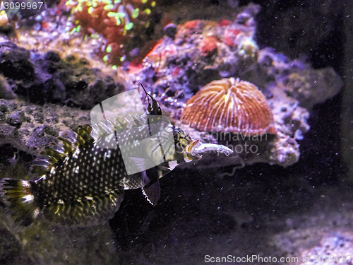 Image of Underwater paradise