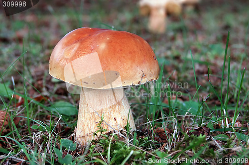 Image of Wild Mushroom