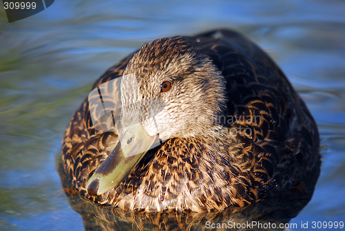 Image of Mallard Duck