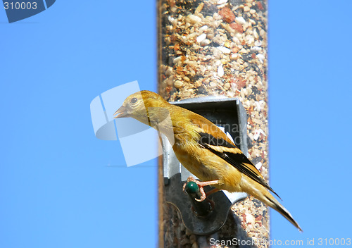 Image of American Goldfinch