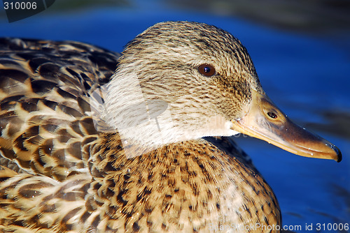 Image of Female Mallard Duck