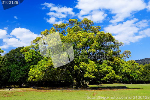 Image of forest trees