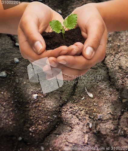 Image of woman hands holding plant in soil