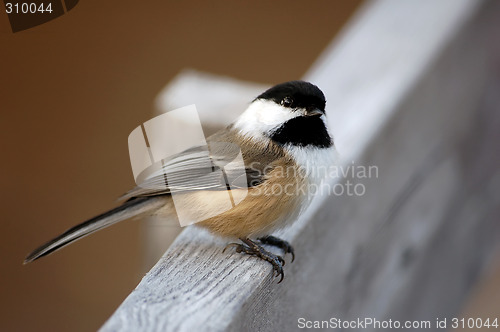 Image of Black-capped Chickadee