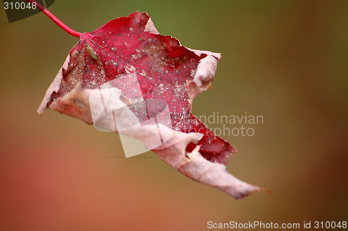 Image of Red Maple Leaf