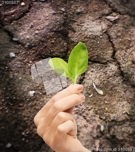 Image of woman hand holding plant in soil