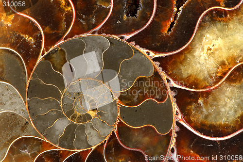 Image of Ammolite