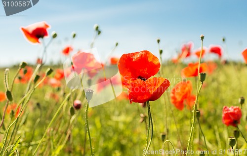 Image of summer blooming poppy field