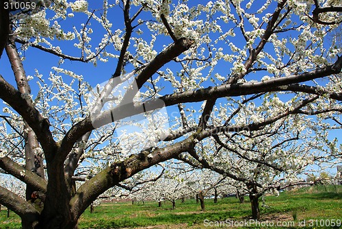 Image of Apple orchard