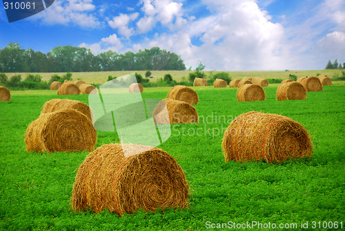 Image of Hay bales