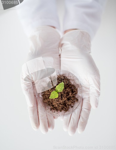 Image of close up of scientist hands with plant and soil 