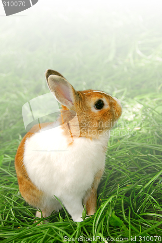 Image of Easter bunny