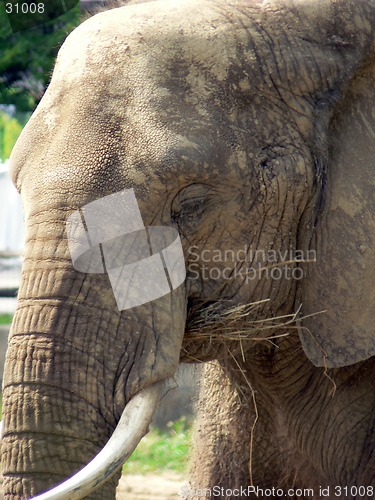 Image of Elephant 3