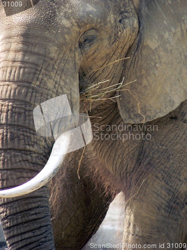 Image of Elephant 4