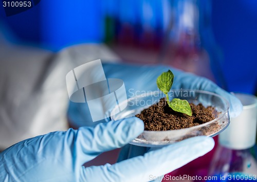 Image of close up of scientist hands with plant and soil 