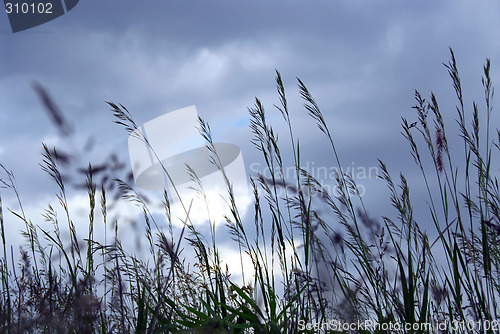 Image of Evening grass