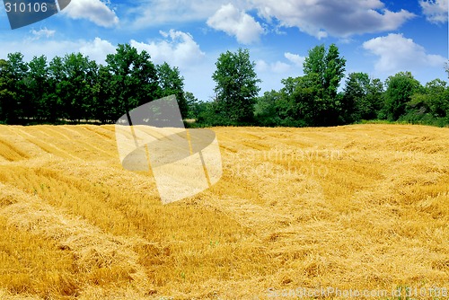 Image of Harvested grain field