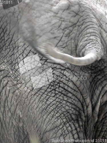 Image of Elephant 6