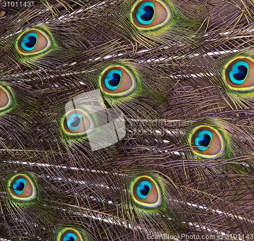 Image of Bird feathers (peacock)