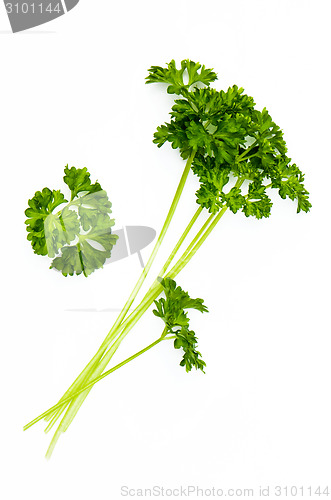 Image of Fresh parsley