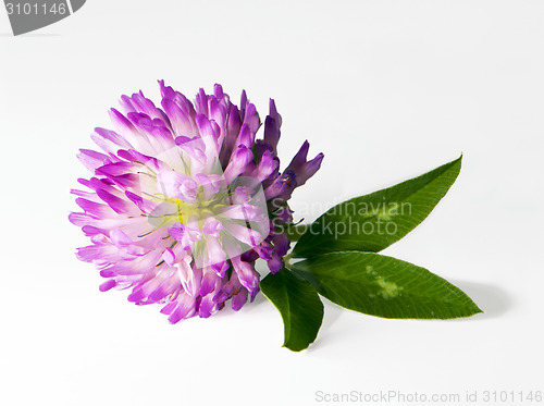 Image of Red clover