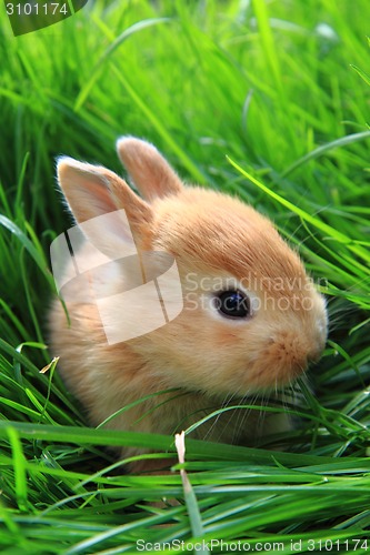 Image of small rabbit in the green grass