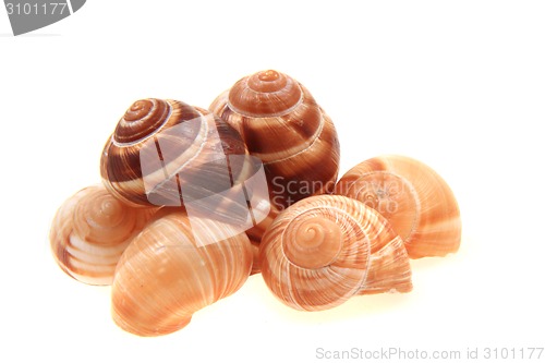Image of empty snail shells 