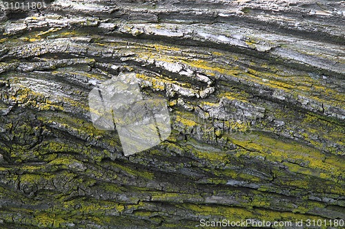 Image of oak tree bark background