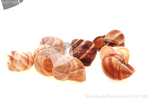 Image of empty snail shells 