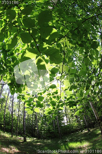 Image of green spring in czech forest