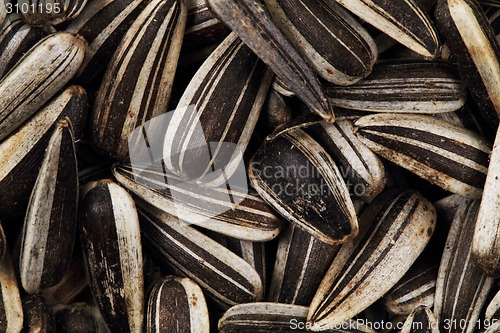Image of sunflower seeds as nice background