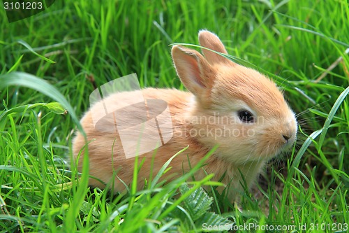 Image of small rabbit in the green grass