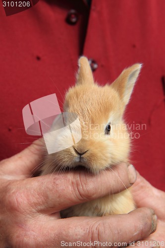 Image of small rabbit in human hands