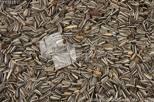 Image of sunflower seeds as nice background