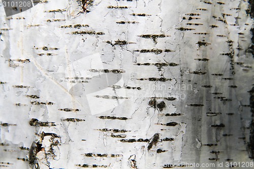 Image of birch tree bark background