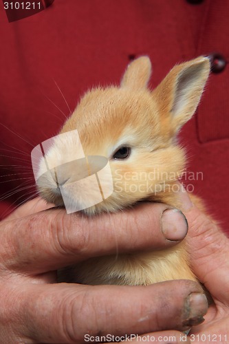 Image of small rabbit in human hands