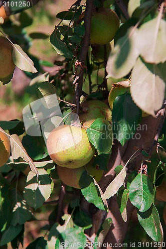 Image of stick with the apples in the garden