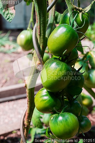 Image of green tomatoes on a branch